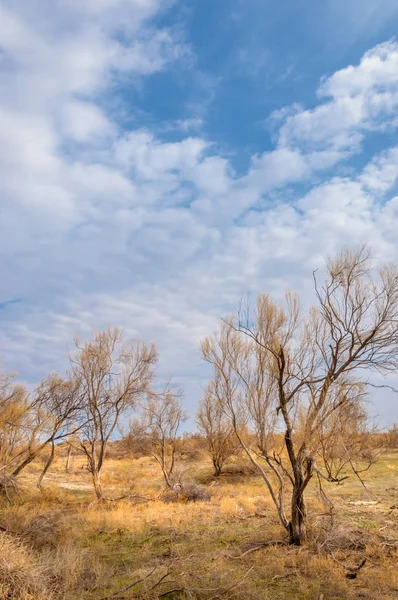 Steppe Printemps Nature Réveille Après Hiver Herbe Année Dernière Avec — Photo