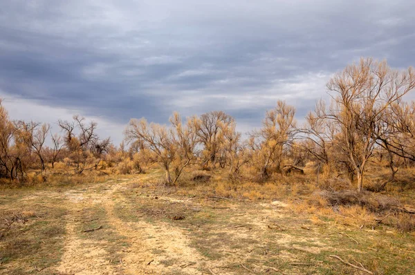bahar bozkır. Doğa kıştan sonra uyanır. çölde ağaçlar geçen yılki çim