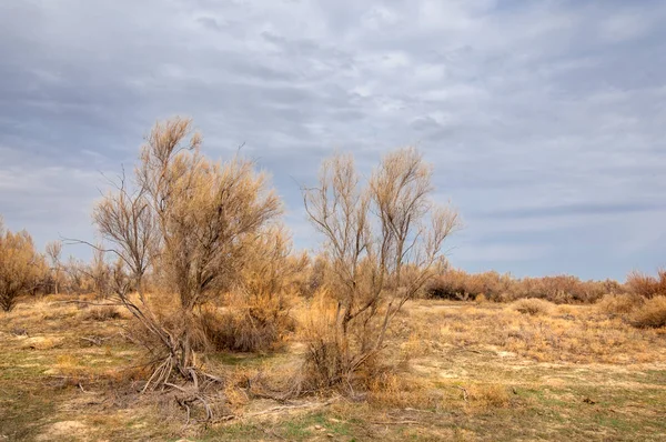 Spring Steppe Nature Wakes Winter Last Year Grass Trees Desert — Stock Photo, Image