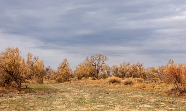 Bahar Bozkır Doğa Kıştan Sonra Uyanır Çölde Ağaçlar Geçen Yılki — Stok fotoğraf