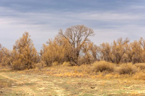 bahar bozkır. Doğa kıştan sonra uyanır. çölde ağaçlar geçen yılki çim