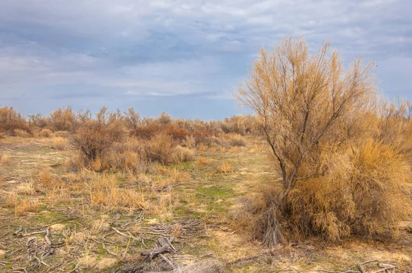 bahar bozkır. Doğa kıştan sonra uyanır. çölde ağaçlar geçen yılki çim