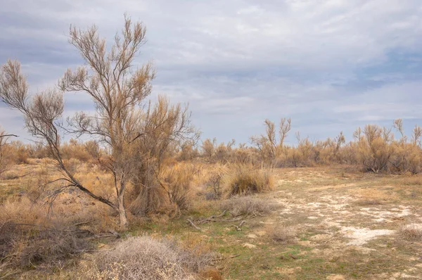 Spring Steppe Nature Wakes Winter Last Year Grass Trees Desert — Stock Photo, Image