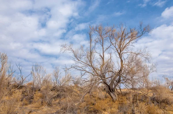 bahar bozkır. Doğa kıştan sonra uyanır. çölde ağaçlar geçen yılki çim