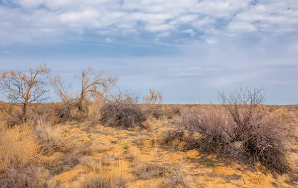 Spring Steppe Nature Wakes Winter Last Year Grass Trees Desert — Stock Photo, Image