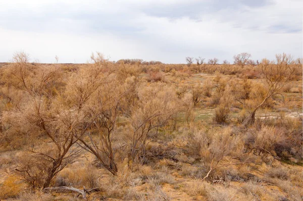 Spring Steppe Nature Wakes Winter Last Year Grass Trees Desert — Stock Photo, Image