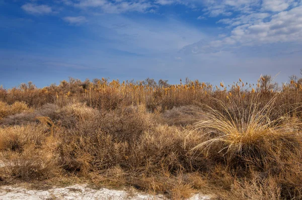 Estepa Primavera Naturaleza Despierta Después Del Invierno Hierba Del Año — Foto de Stock