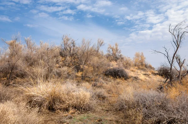 bahar bozkır. Doğa kıştan sonra uyanır. çölde ağaçlar geçen yılki çim
