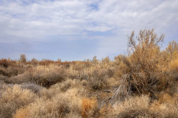 bahar bozkır. Doğa kıştan sonra uyanır. çölde ağaçlar geçen yılki çim