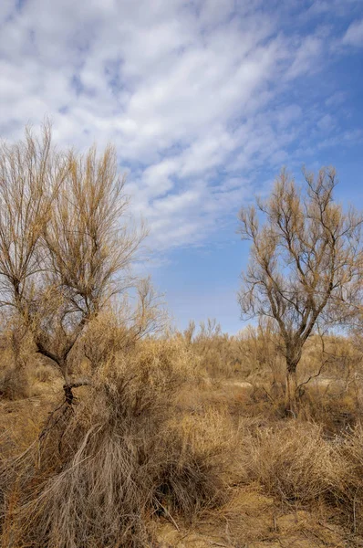 bahar bozkır. Doğa kıştan sonra uyanır. çölde ağaçlar geçen yılki çim
