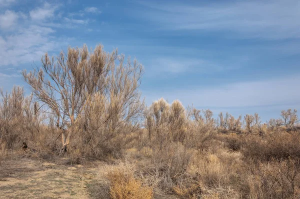 bahar bozkır. Doğa kıştan sonra uyanır. çölde ağaçlar geçen yılki çim