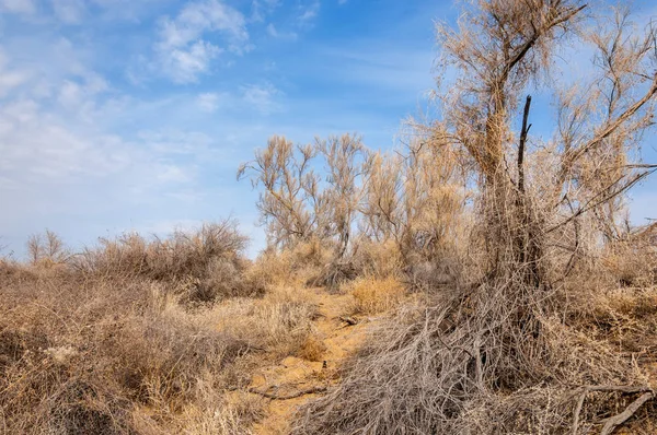 bahar bozkır. Doğa kıştan sonra uyanır. çölde ağaçlar geçen yılki çim