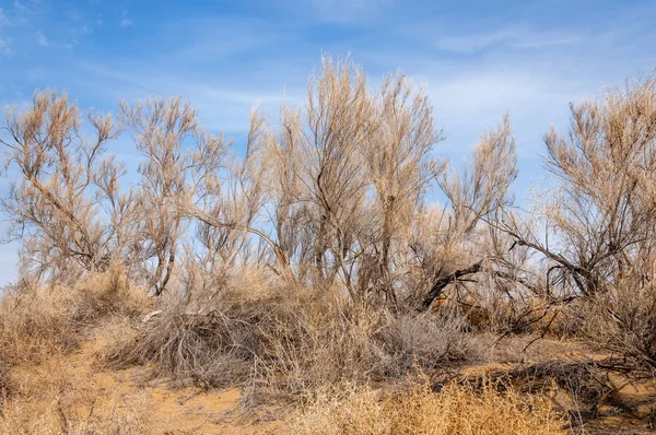 bahar bozkır. Doğa kıştan sonra uyanır. çölde ağaçlar geçen yılki çim
