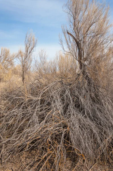 bahar bozkır. Doğa kıştan sonra uyanır. çölde ağaçlar geçen yılki çim