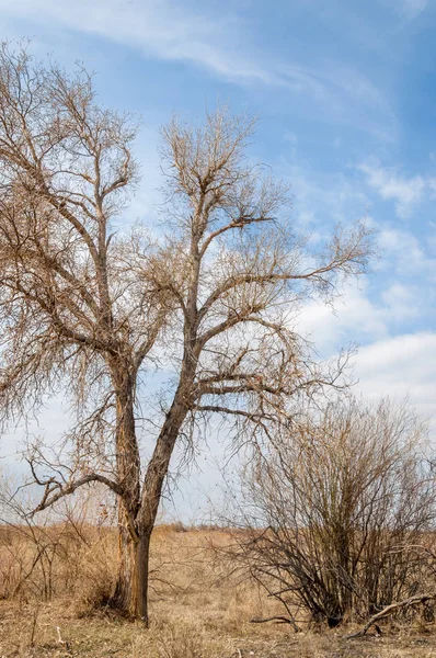 bahar bozkır. Doğa kıştan sonra uyanır. çölde ağaçlar geçen yılki çim