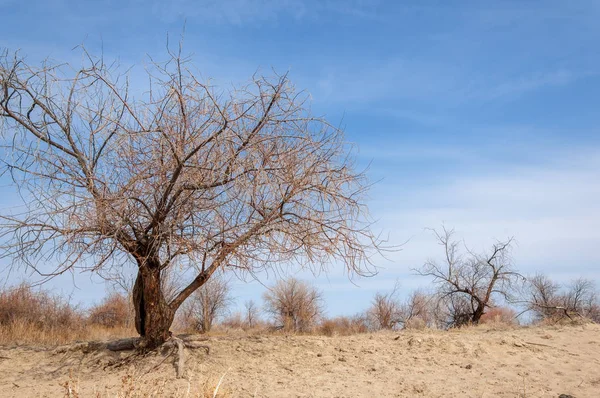 bahar bozkır. Doğa kıştan sonra uyanır. çölde ağaçlar geçen yılki çim