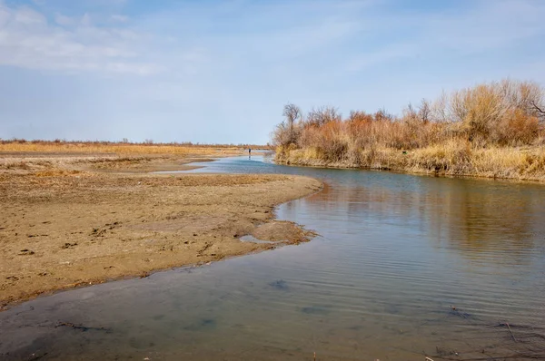 bahar bozkır. Doğa kıştan sonra uyanır. çölde ağaçlar geçen yılki çim
