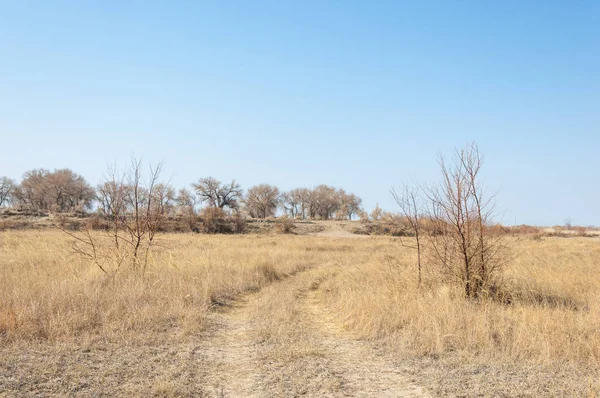bahar bozkır. Doğa kıştan sonra uyanır. çölde ağaçlar geçen yılki çim