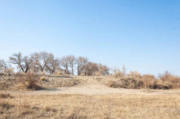 bahar bozkır. Doğa kıştan sonra uyanır. çölde ağaçlar geçen yılki çim