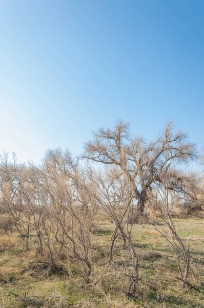 spring steppe. the nature wakes up after winter. last year\'s grass with trees in the desert