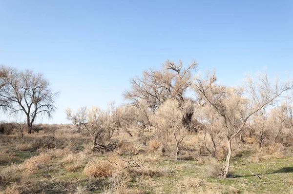 Steppe Printemps Nature Réveille Après Hiver Herbe Année Dernière Avec — Photo