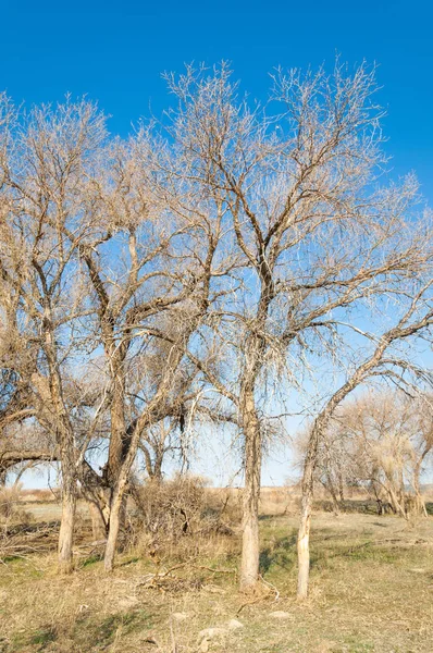 bahar bozkır. Doğa kıştan sonra uyanır. çölde ağaçlar geçen yılki çim
