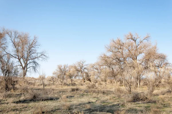 bahar bozkır. Doğa kıştan sonra uyanır. çölde ağaçlar geçen yılki çim