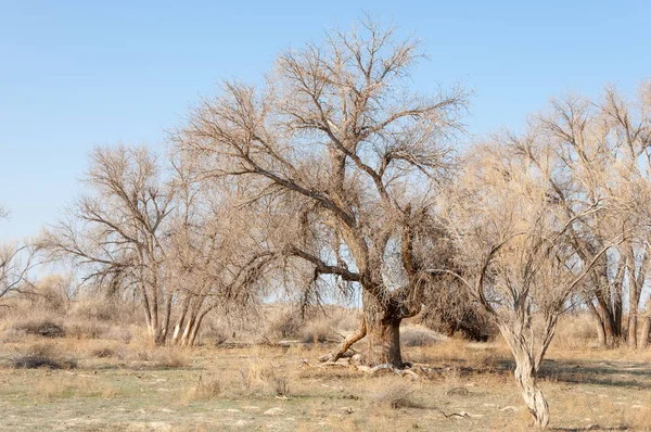 Steppe Printemps Nature Réveille Après Hiver Herbe Année Dernière Avec — Photo