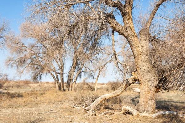 bahar bozkır. Doğa kıştan sonra uyanır. çölde ağaçlar geçen yılki çim