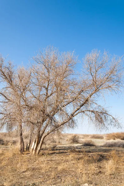 Estepe Primavera Natureza Acorda Depois Inverno Grama Ano Passado Com — Fotografia de Stock