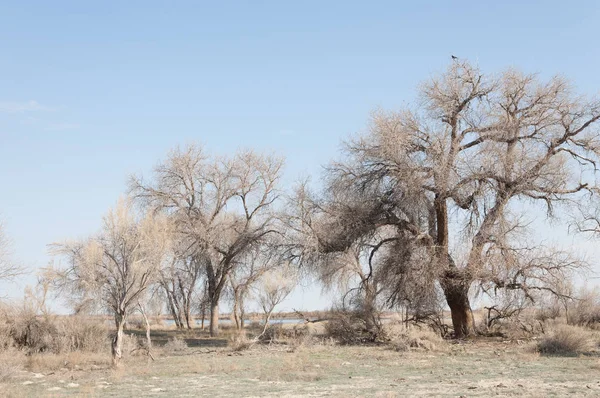 bahar bozkır. Doğa kıştan sonra uyanır. çölde ağaçlar geçen yılki çim