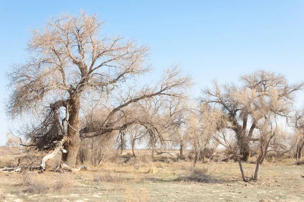 bahar bozkır. Doğa kıştan sonra uyanır. çölde ağaçlar geçen yılki çim