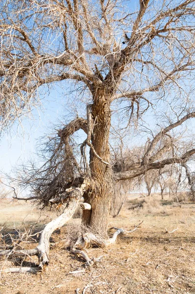 bahar bozkır. Doğa kıştan sonra uyanır. çölde ağaçlar geçen yılki çim