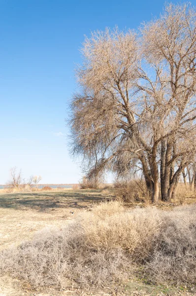 bahar bozkır. Doğa kıştan sonra uyanır. çölde ağaçlar geçen yılki çim