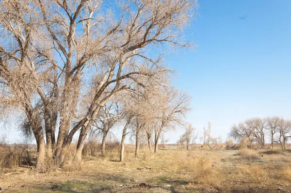 bahar bozkır. Doğa kıştan sonra uyanır. çölde ağaçlar geçen yılki çim
