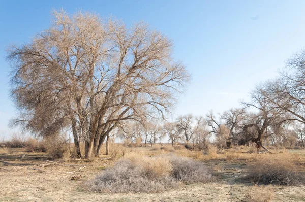bahar bozkır. Doğa kıştan sonra uyanır. çölde ağaçlar geçen yılki çim