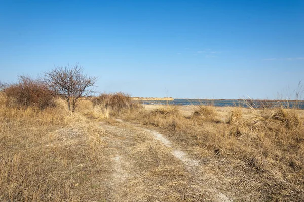 bahar bozkır. Doğa kıştan sonra uyanır. çölde ağaçlar geçen yılki çim