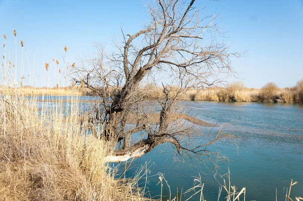 bahar bozkır nehirde. nehir sazlık ile büyümüş. saf zümrüt sudur