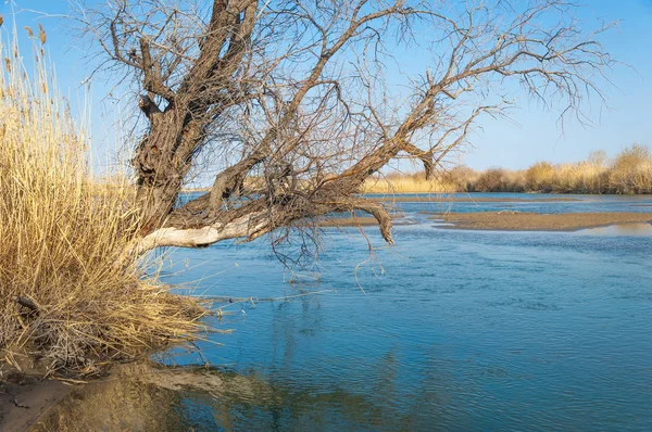 春の草原の川 川岸の葦が茂る 水は純粋なエメラルド — ストック写真