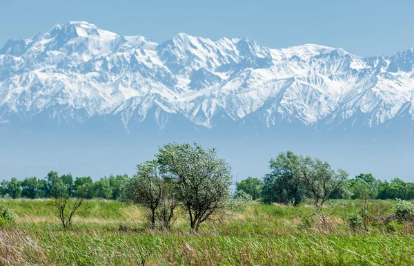 Frühling Kasachstan Steppe Die Ersten Blätter Der Bäume — Stockfoto