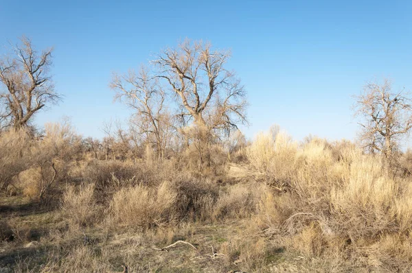 bahar bozkır. Doğa kıştan sonra uyanır. çölde ağaçlar geçen yılki çim