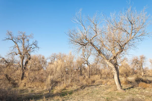 春季草原 大自然在冬天后苏醒 去年的草地上有树的沙漠 — 图库照片