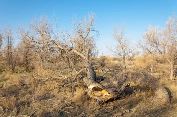 bahar bozkır. Doğa kıştan sonra uyanır. çölde ağaçlar geçen yılki çim