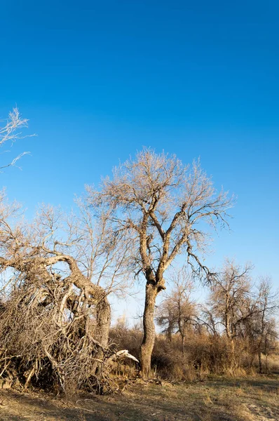 bahar bozkır. Doğa kıştan sonra uyanır. çölde ağaçlar geçen yılki çim