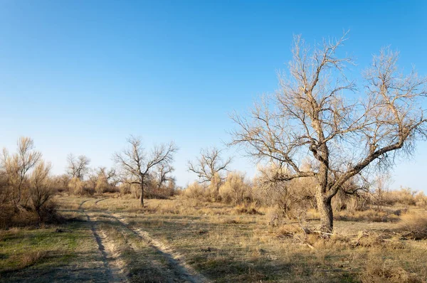 bahar bozkır. Doğa kıştan sonra uyanır. çölde ağaçlar geçen yılki çim
