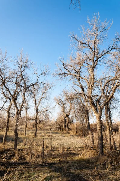 bahar bozkır. Doğa kıştan sonra uyanır. çölde ağaçlar geçen yılki çim