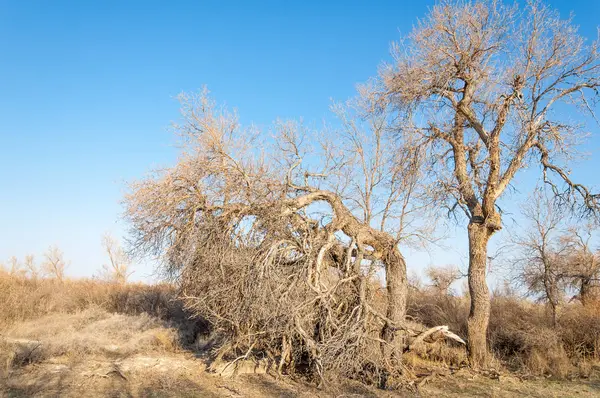 bahar bozkır. Doğa kıştan sonra uyanır. çölde ağaçlar geçen yılki çim