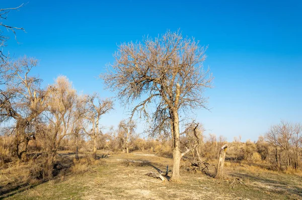 bahar bozkır. Doğa kıştan sonra uyanır. çölde ağaçlar geçen yılki çim