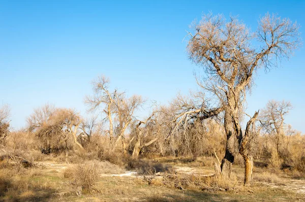 bahar bozkır. Doğa kıştan sonra uyanır. çölde ağaçlar geçen yılki çim