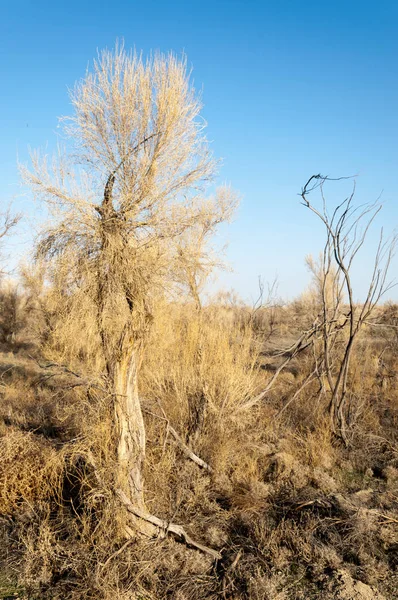 Estepe Primavera Natureza Acorda Depois Inverno Grama Ano Passado Com — Fotografia de Stock